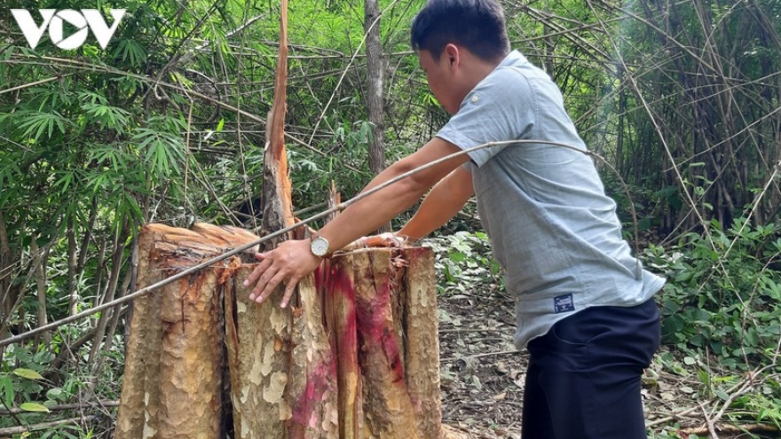 Rừng bị tàn phá ở Gia Lai: Đoàn kiểm tra chỉ phát hiện 7 cây gỗ
