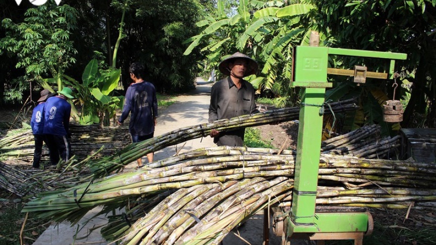 Giá mía ở Hậu Giang giảm mạnh so với đầu vụ