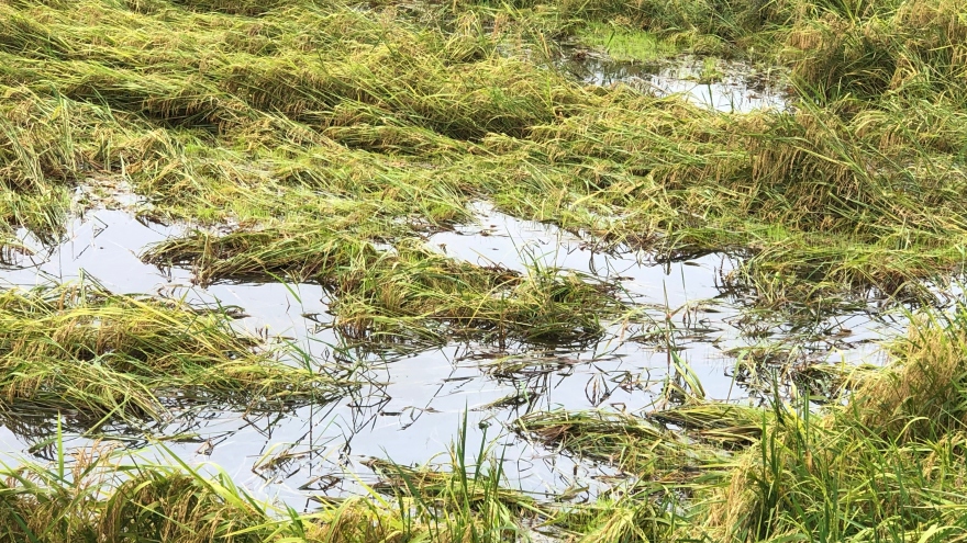 Hậu Giang: Người dân lao đao trong mưa bão, ngập nước