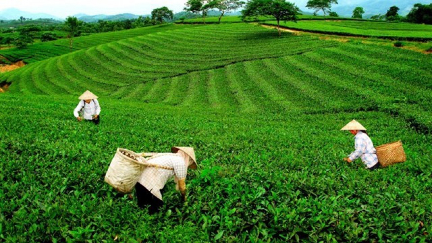 Ngành chè Thái nguyên tìm hướng đi bền vững trong “tình hình mới”