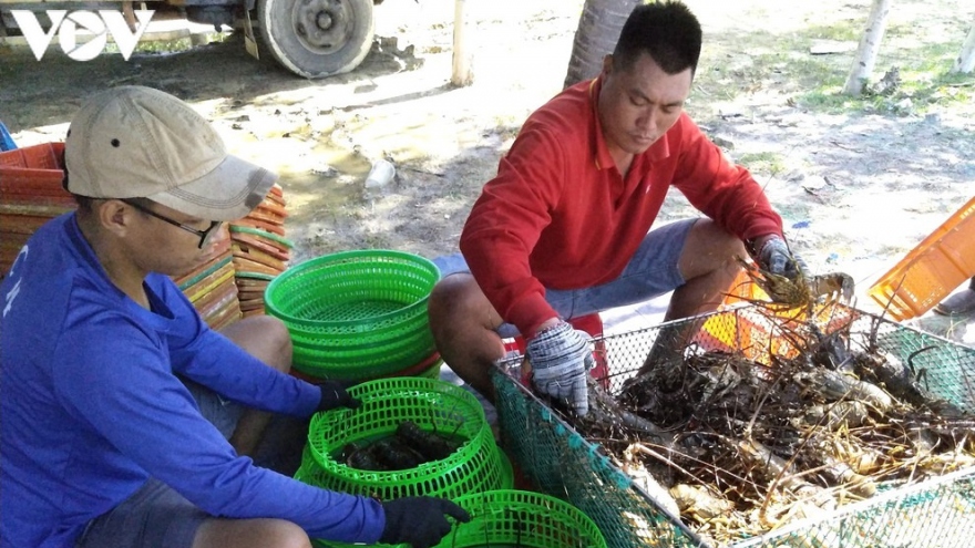 Dừng thả giống tôm hùm vào thời điểm này để tránh thiệt hại