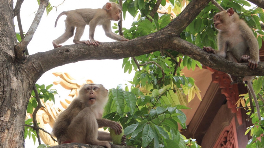 Xuất hiện đàn khỉ tấn công học sinh để cướp thức ăn ở Bình Dương