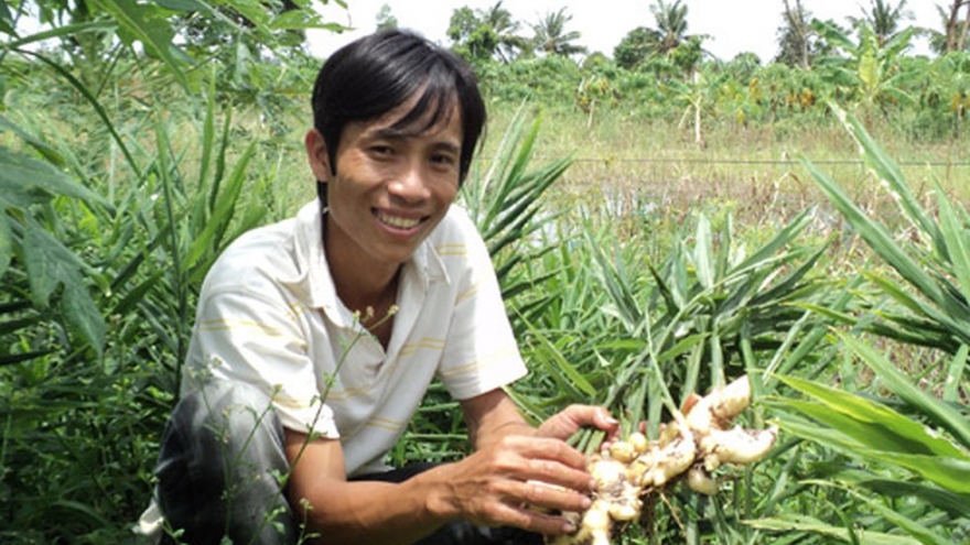 Thu cả trăm triệu đồng nhờ trồng củ vừa thơm, vừa cay