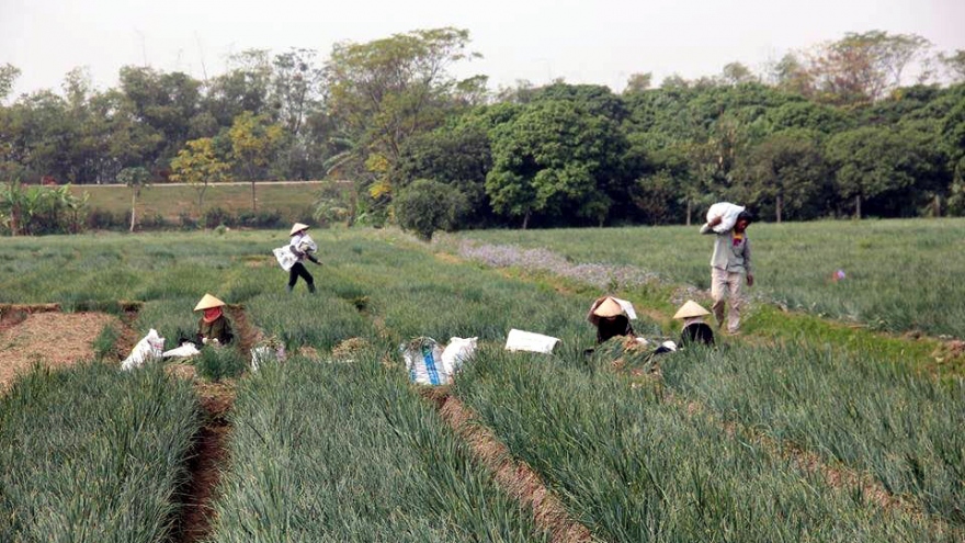 Bóc mẽ chiêu lừa hành tỏi Trung Quốc giả hàng Kinh Môn - Hải Dương