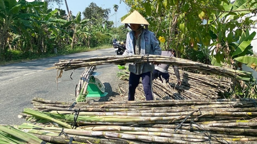 Nông dân Hậu Giang thu hoạch mía bán chục với giá cao