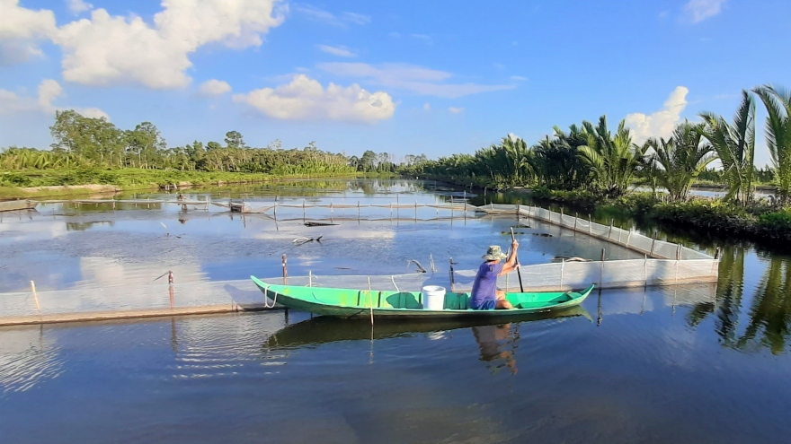 Người dân Cà Mau chủ động phục hồi, khôi phục sản xuất