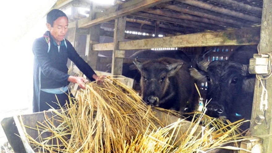 Vùng cao Lào Cai bảo đảm nguồn thức ăn cho gia súc trong mùa Đông