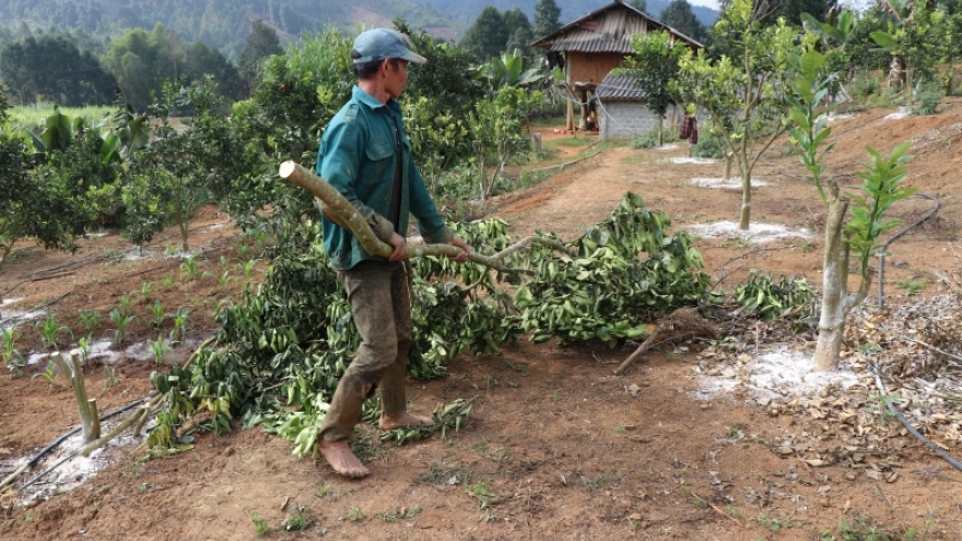 Vụ bưởi da xanh cho ra quả vỏ vàng, UBND huyện Mường Ảng yêu cầu khắc phục cho chủ vườn