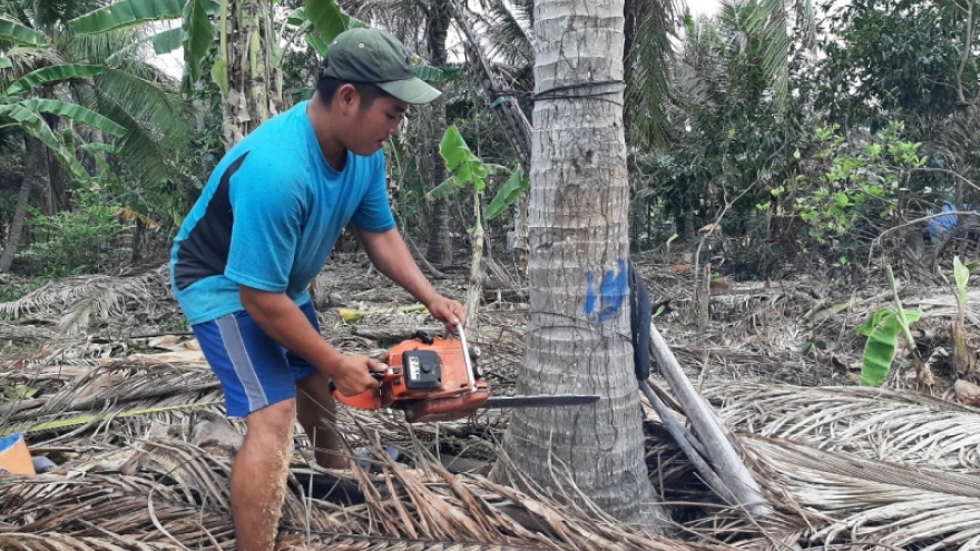 Bến Tre phát động phong trào phòng trừ sâu đầu đen hại dừa