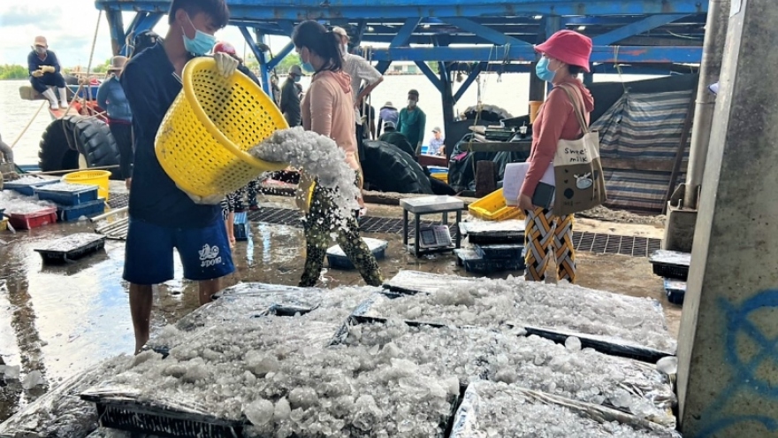 Cà Mau tích cực ngăn chặn các hành vi đánh bắt hải sản trái phép