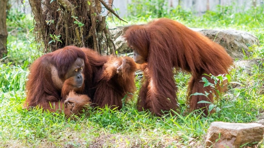 Ly kỳ hành trình tới quê hương thứ 2 của cặp vợ chồng đười ươi Sumatra