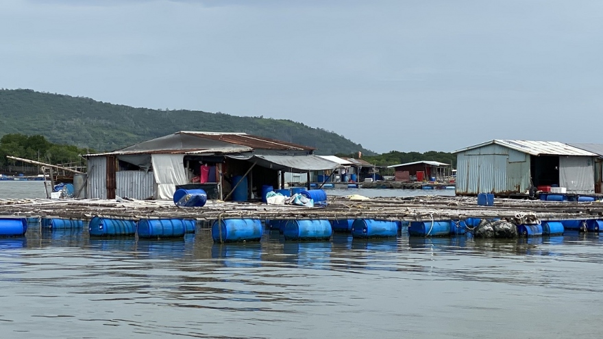 Giá cá tăng cao, người nuôi lồng bè ở Bà Rịa – Vũng Tàu phấn khởi