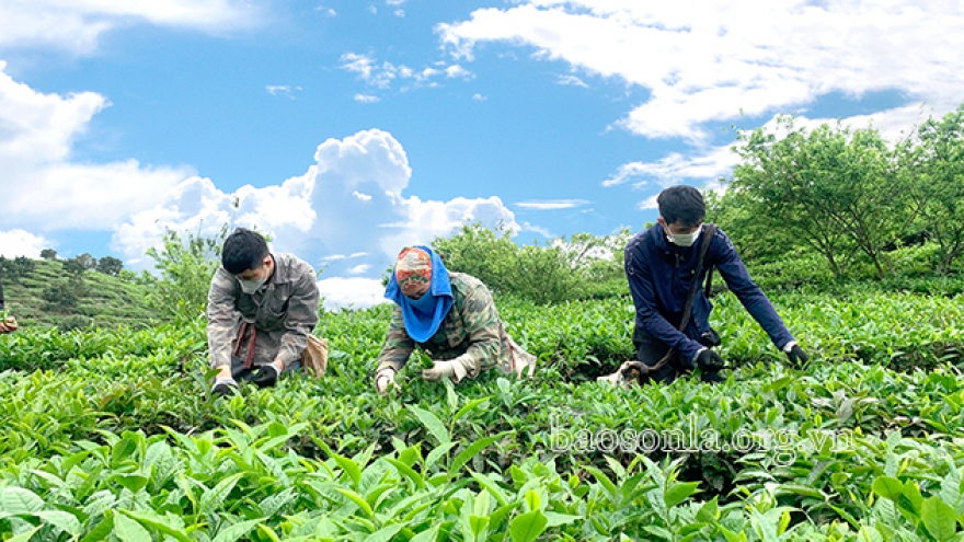 Cây chè trên cao nguyên Mộc Châu: Hơn 60 năm “ươm mầm, bén rễ”