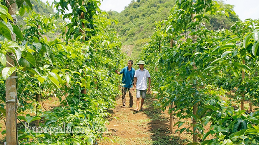 Giải pháp phát triển cây chanh leo bền vững: Những thăng trầm