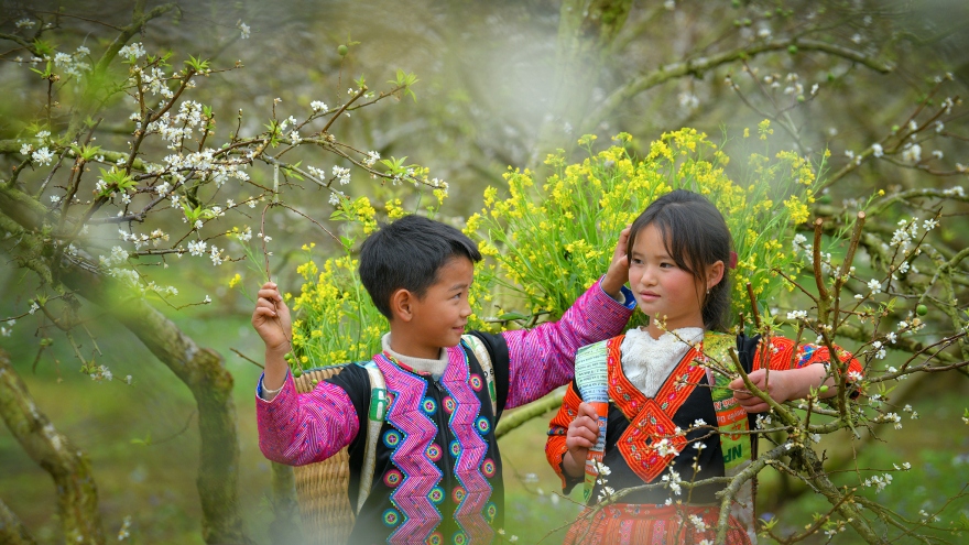 Vui xuân trên cao nguyên Mộc Châu