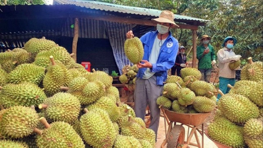 Ồ ạt chặt cà phê và hồ tiêu để trồng sầu riêng: Hậu quả khó lường