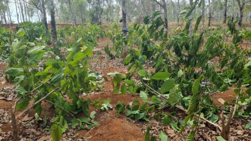 Hơn 1.000 cây cà phê ở Gia Lai bị kẻ gian chặt phá