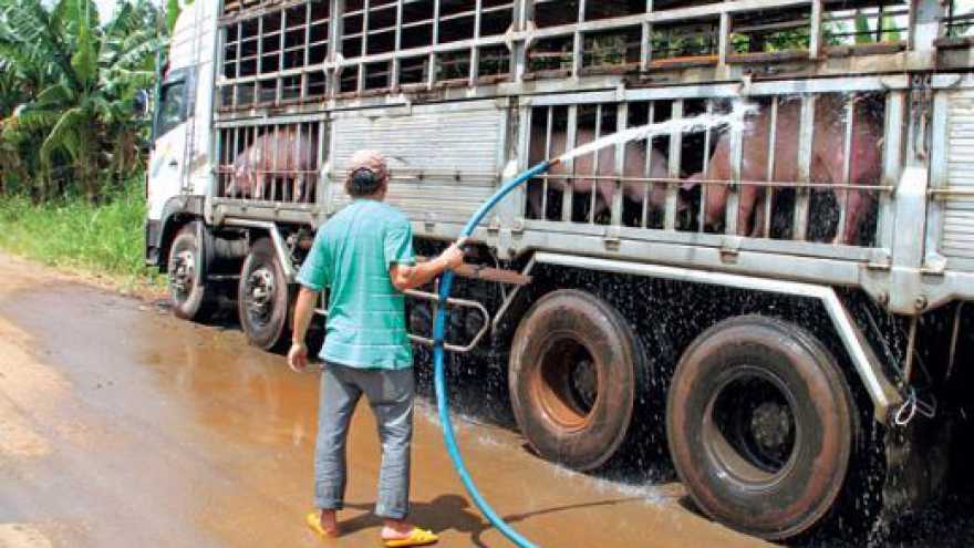 Lào tạm ngừng nhập khẩu không ảnh hưởng đến tiêu thụ thịt lợn trong nước
