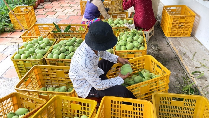 Nâng cao giá trị và phát triển bền vững ngành hàng xoài