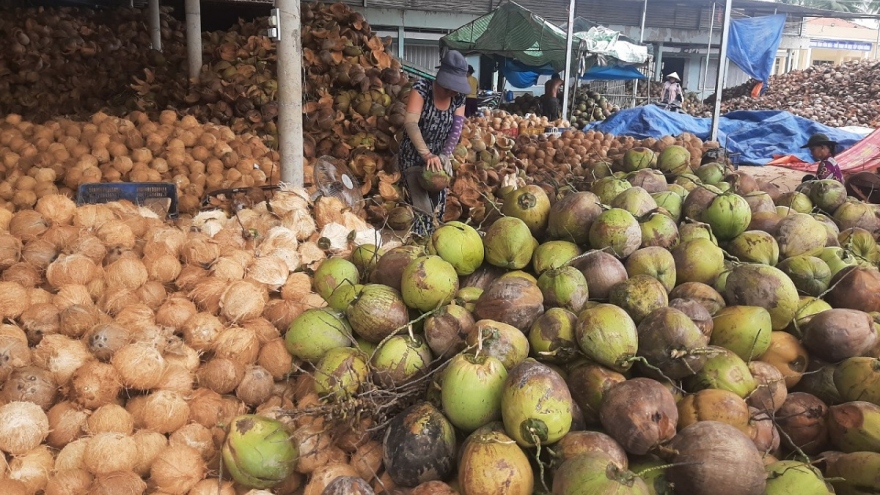 Trái dừa hữu cơ Bến Tre giá ổn định trong bối cảnh đầu ra khó khăn