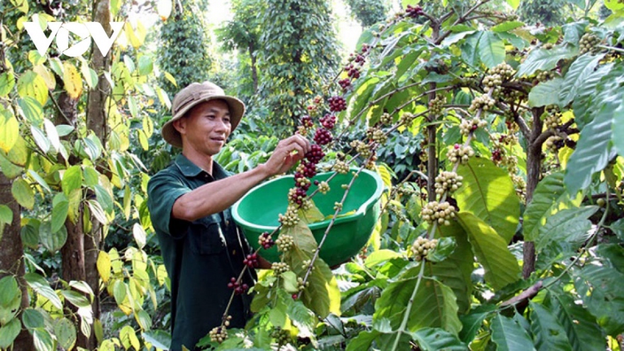 Giá cà phê hôm nay 28/8: Trong nước trung bình 65.400 đồng/kg