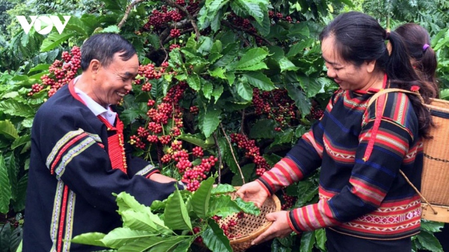 Giá cà phê hôm nay 29/8: Giá cà phê trong nước tăng nhẹ 200 đồng/kg