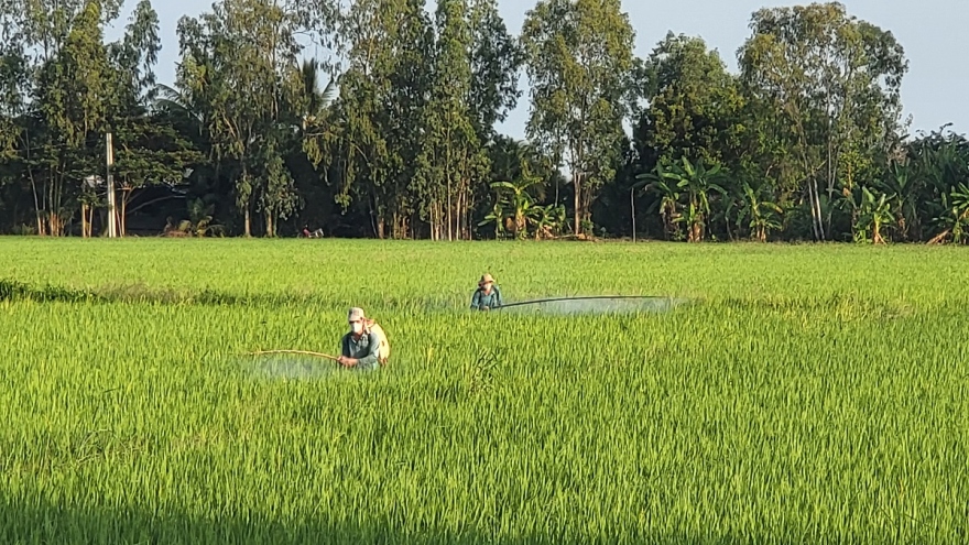 Giá lúa tăng cao, nông dân Hậu Giang phấn khởi gieo sạ lúa Thu đông