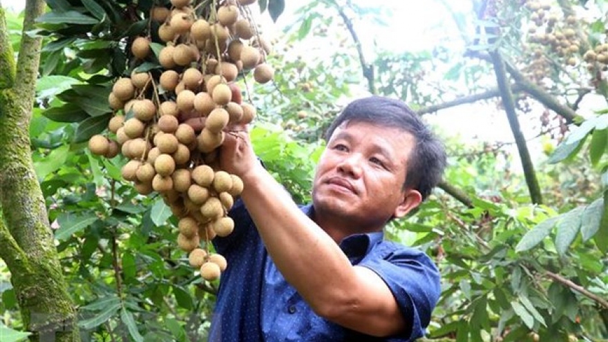 Hưng Yên: Tour trải nghiệm vườn nhãn hấp dẫn nhiều du khách