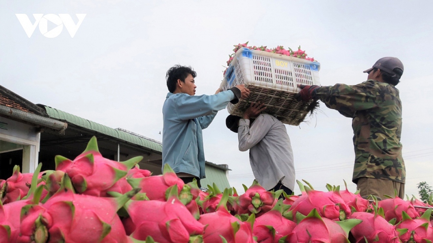 Chưa có cảnh báo nào về thanh long vi phạm an toàn thực phẩm ở Vương quốc Anh