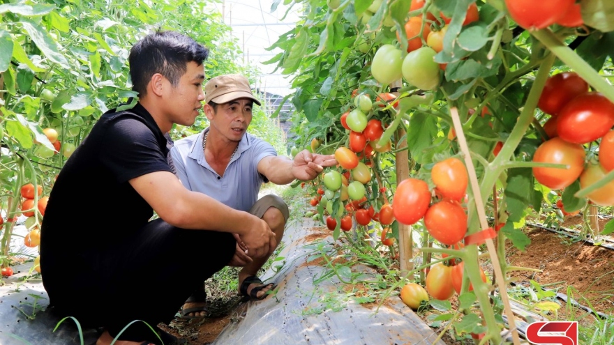 Trồng rau an toàn ở Tân Lập