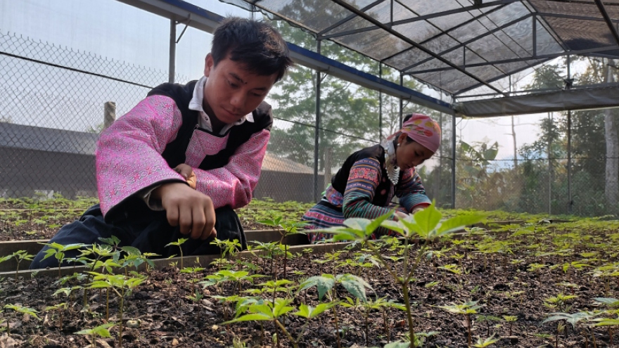 Sâm Ngọc Linh trên đất Sơn La - Từ Quốc bảo trở thành sinh kế