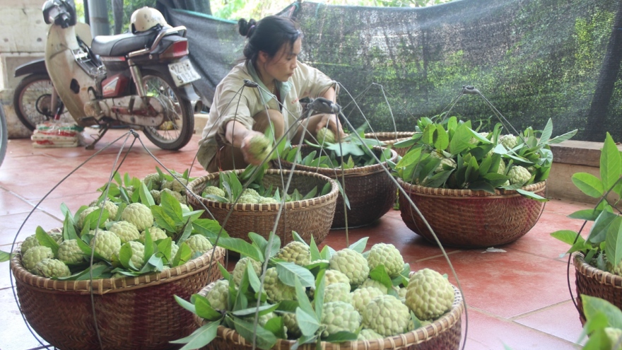 Lạng Sơn tập trung phát triển na trái vụ