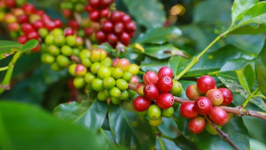 Giá cà phê hôm nay 20/12: Giá cà phê Robusta và Arabica đồng loạt tăng mạnh