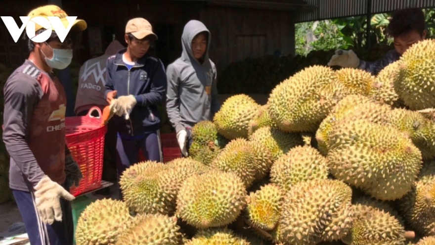 Xuất khẩu nông sản qua Lào Cai - một năm được mùa