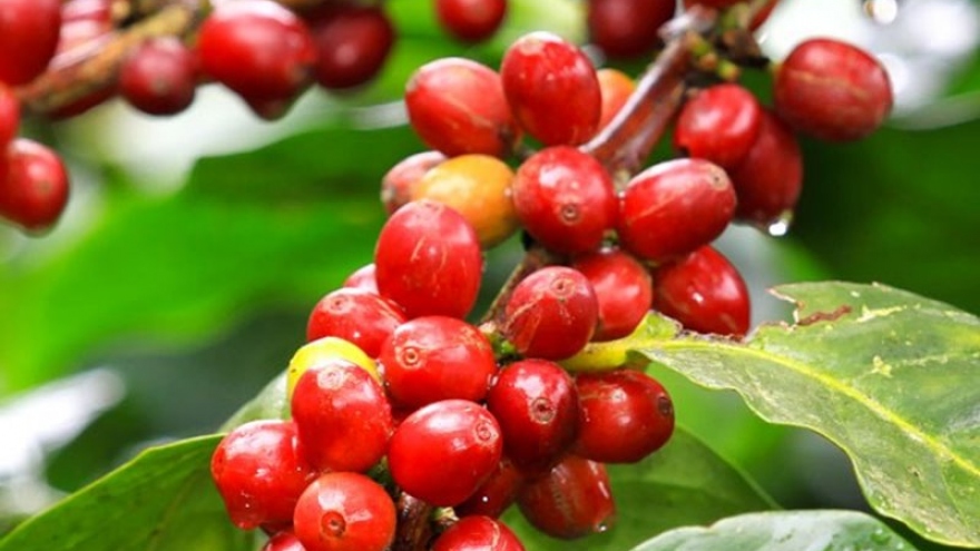 Giá cà phê hôm nay 22/2: Giá cà phê Robustan và Arabica đồng loạt tăng