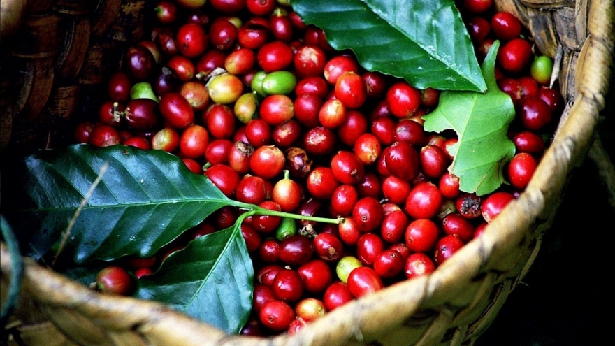 Giá cà phê hôm nay 16/2: Giá cà phê Robustan và Arabica đồng loạt tăng