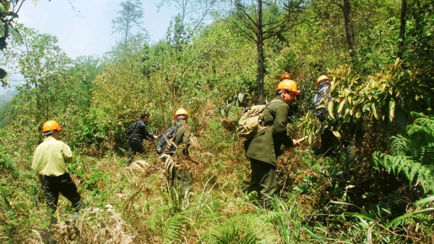 Sa Pa xuất hiện gió Ô Quý Hồ nguy hiểm dễ dẫn đến cháy rừng