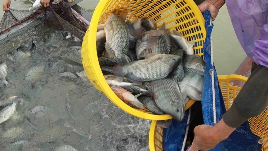 Brazil thông báo dừng nhập khẩu cá rô phi từ Việt Nam