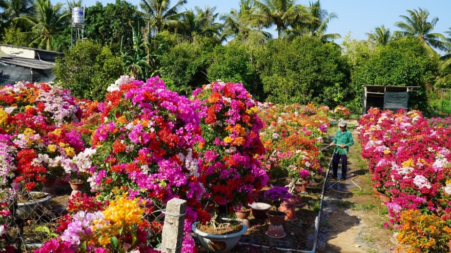 Hàng triệu sản phẩm hoa kiểng tại Chợ Lách, Bến Tre chờ người mua