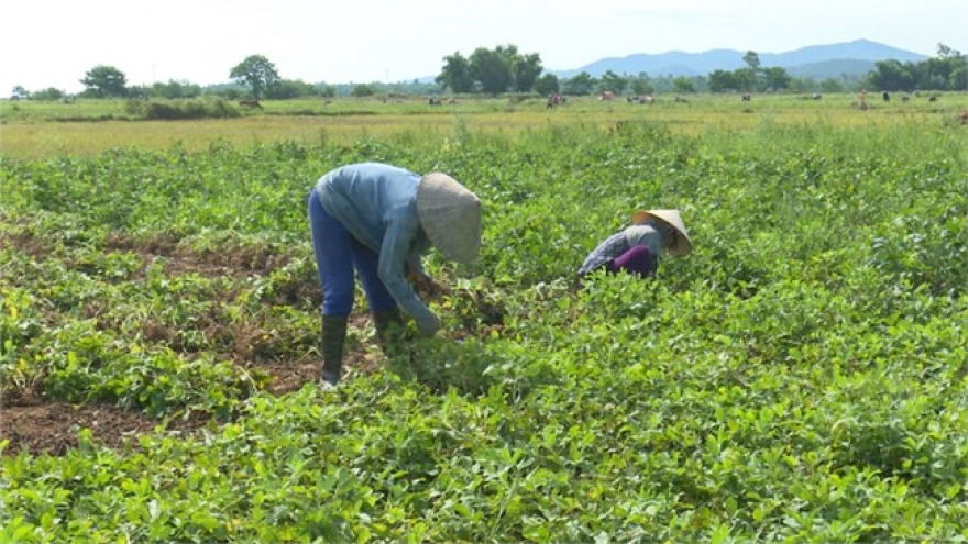 Điều tra nghi vấn giống lạc giả ở Quảng Bình