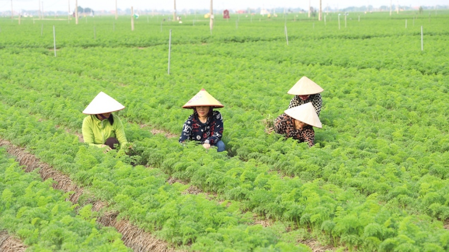 Làm nông nghiệp sạch – Thay đổi tư duy sản xuất của người dân