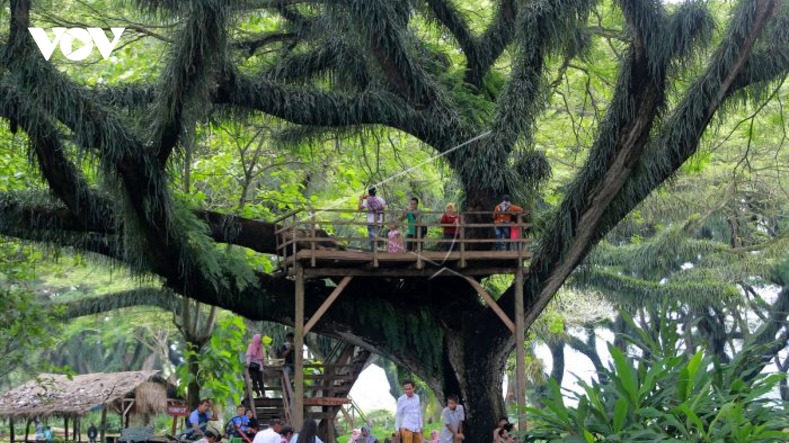 Ngỡ ngàng trước vẻ đẹp cổ tích của rừng còng Djawatan ở đảo Java, Indonesia
