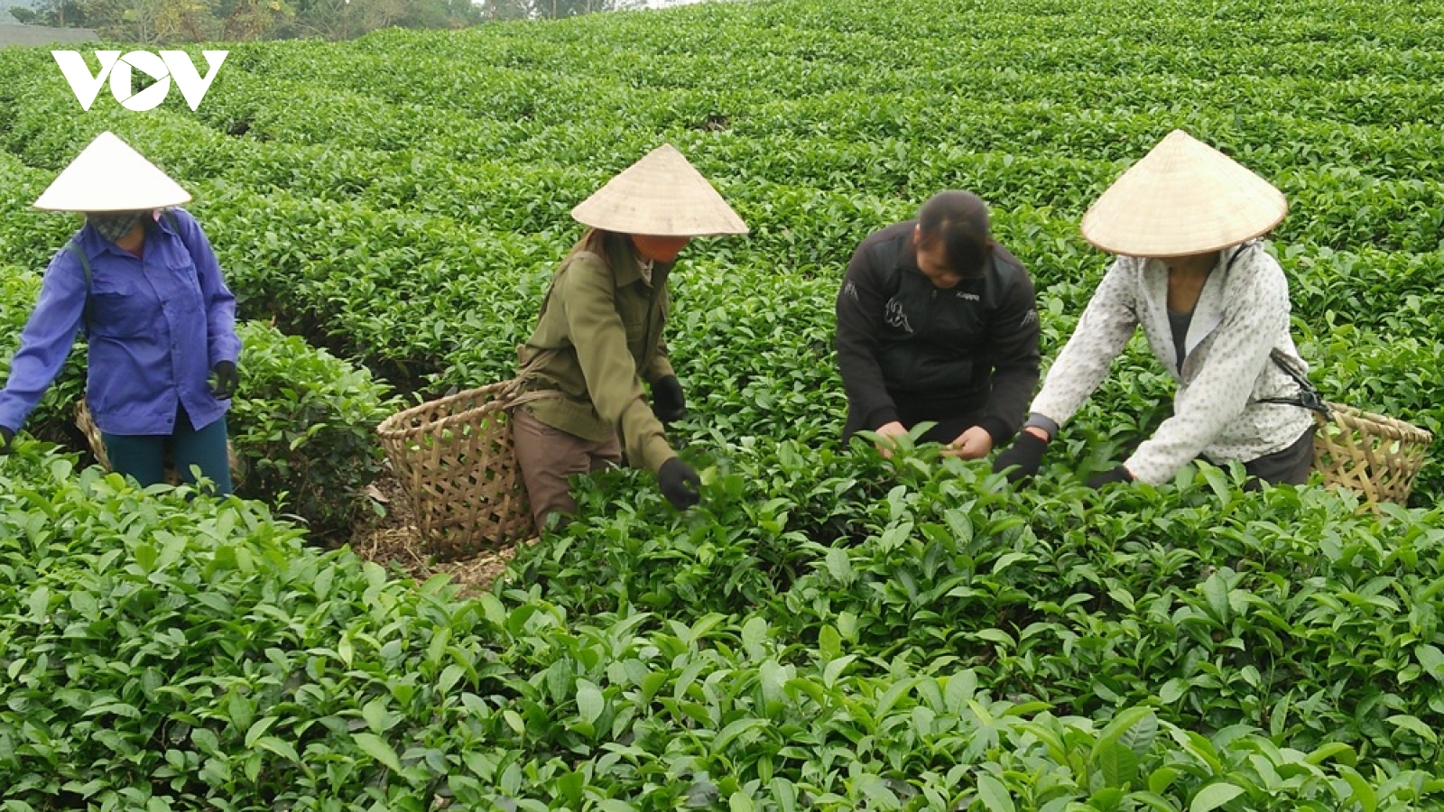 Tăng cường hỗ trợ nông dân sản xuất sản phẩm nông nghiệp hữu cơ