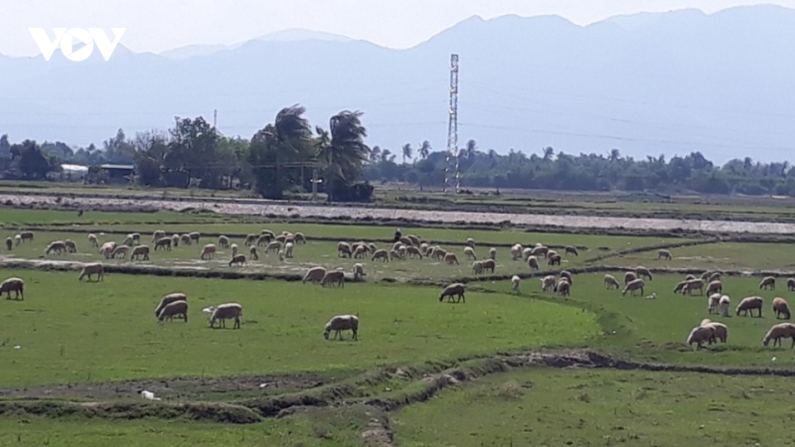 Ninh Thuận chuyển đổi sản xuất ứng phó với hạn hán