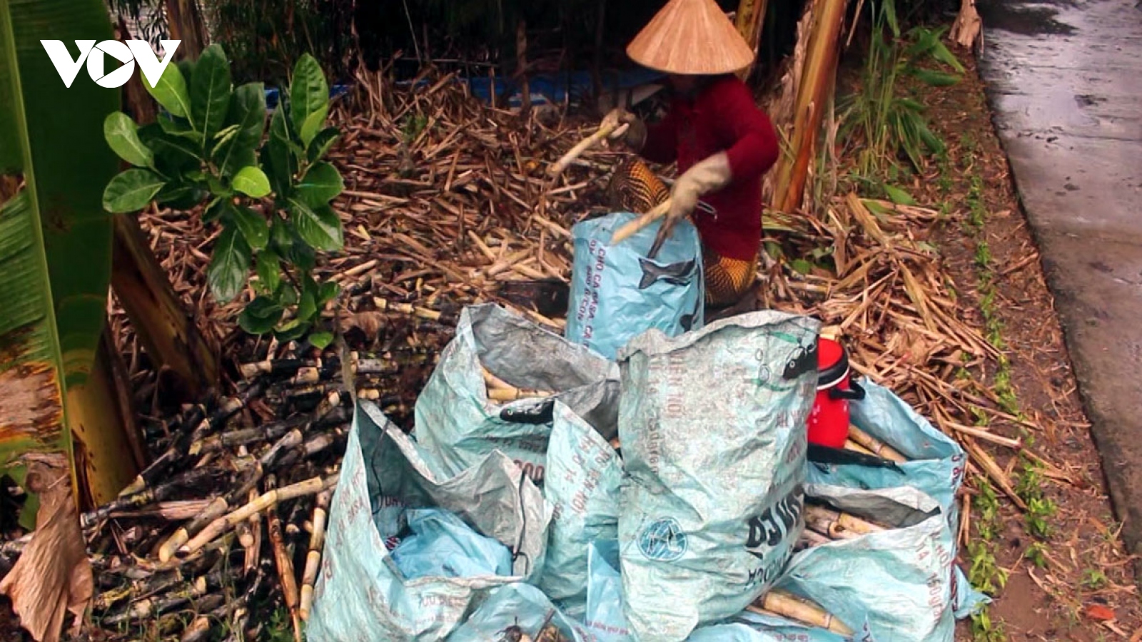 Mía đường Việt Nam “thoi thóp” nhìn đường ngoại bán phá giá