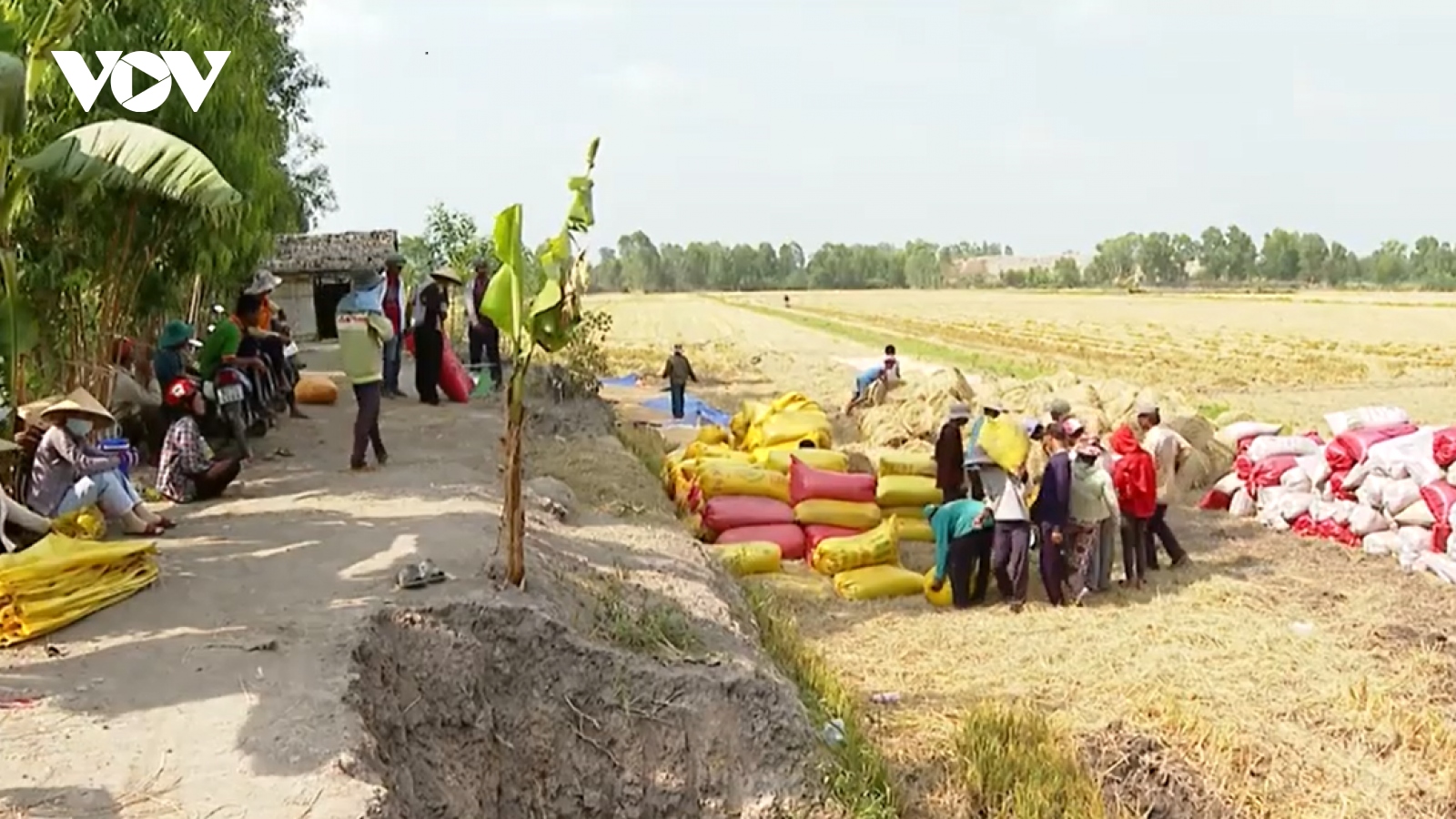 Giá lúa tăng cao, nông dân ĐBSCL thu lời gấp 2-3 lần năm ngoái