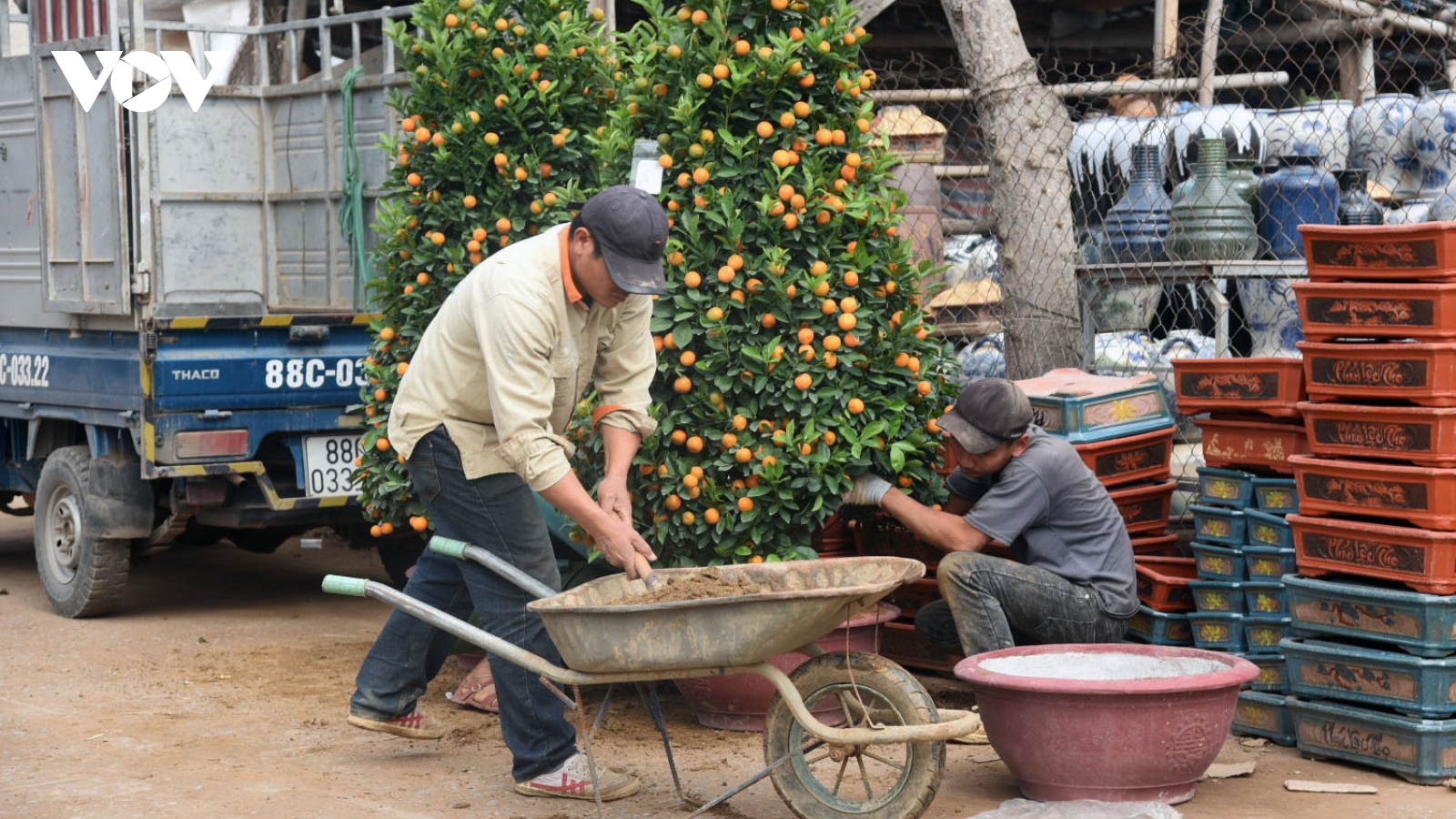 Giá quất cảnh giảm một nửa, lao động thời vụ ở nhà vườn "đói việc"