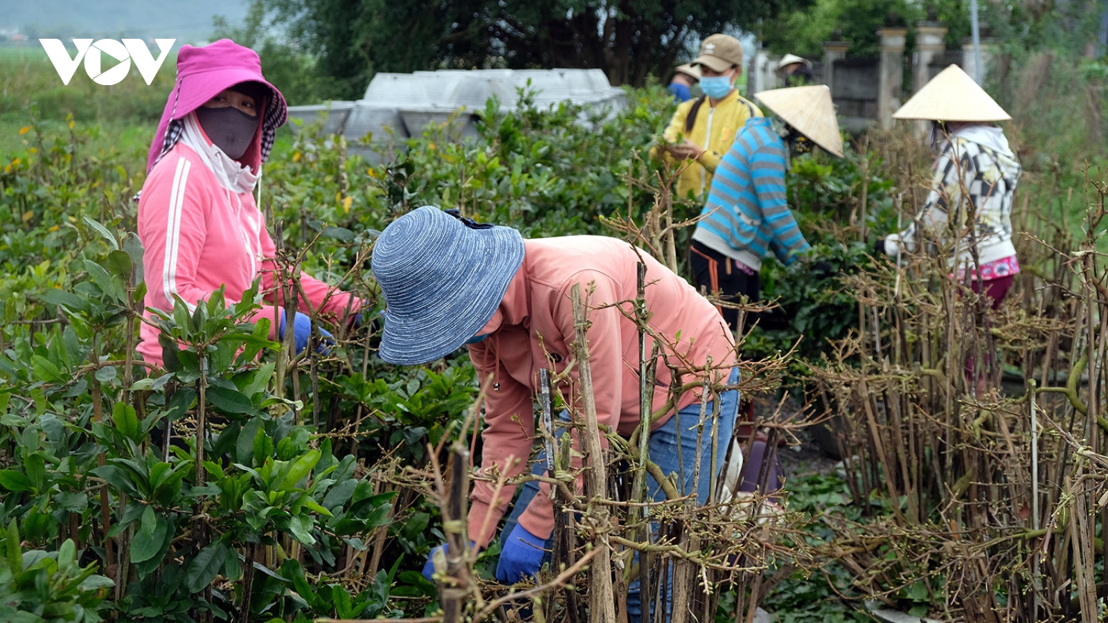 Để nông nghiệp Việt Nam thoát “manh chiếu hẹp”