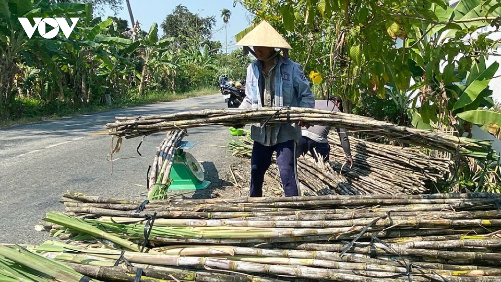 Hậu Giang quy hoạch 500ha trồng mía bán chục