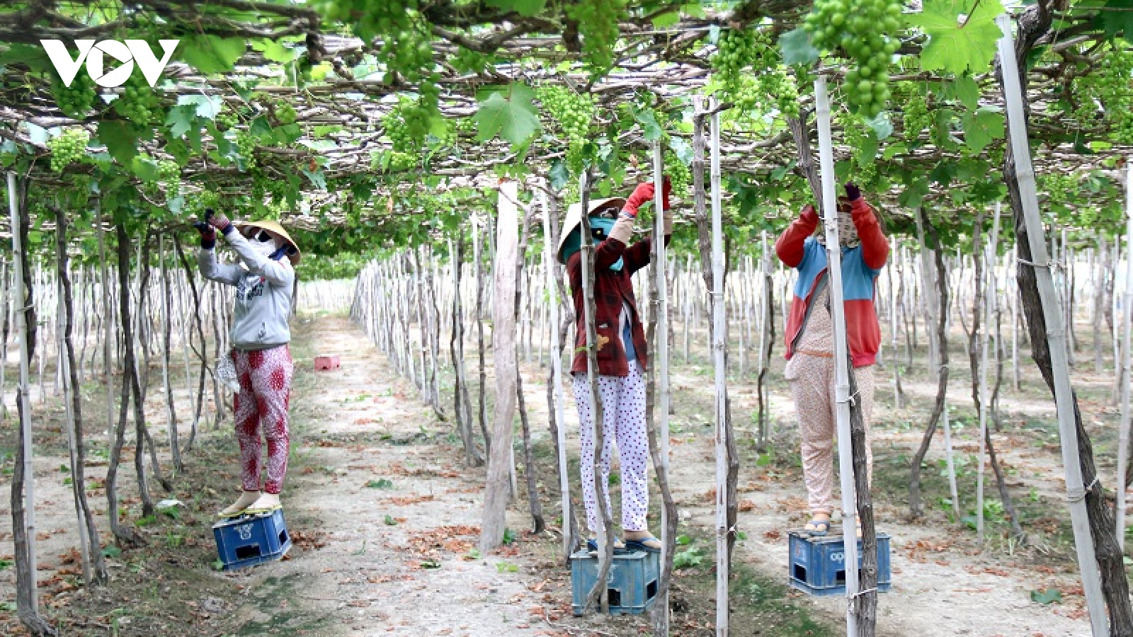 Tiềm năng du lịch nông nghiệp ở Bình Thuận chưa được khai thác đúng mức